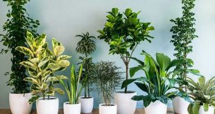 معرفی 20 گیاه مقاوم و همیشه سبز آپارتمانی