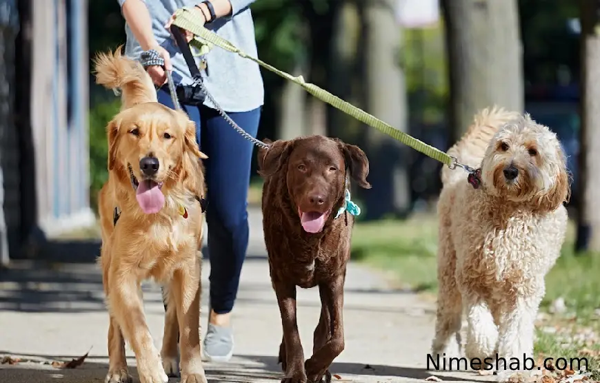 سگ گردانی در پارک ها و محل بازی کودکان ممنوع شد