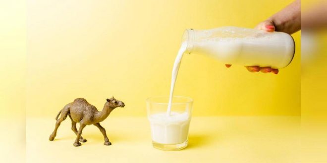 خواص بی نظیر شیر شتر و موارد استفاده