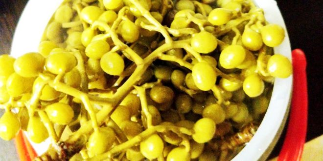 ترشی پسته کوهی