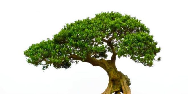 نحوه ی نگهداری و آبیاری گیاه بن سای