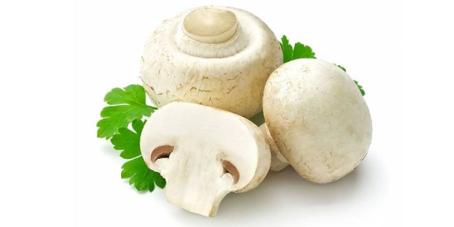 نحوه نگهداری قارچ در فریزر