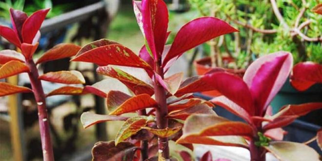 نحوه نگهداری و آبیاری گل فردوس