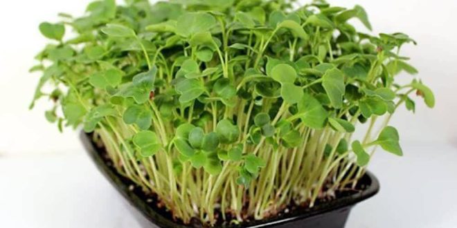 چگونه در خانه سبزی خوردن بکاریم؟