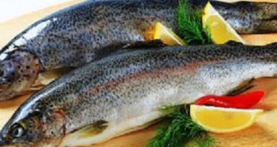 ماهی سالمون ایرانی | تشخیص ماهی سالمون از قزل آلا