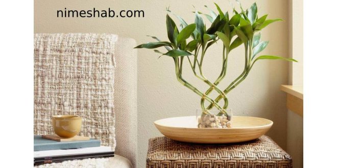 دمای مناسب برای نگهداری بامبو