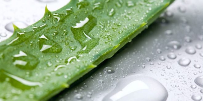 گیاه آلوئه ورا