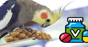 مولتی ویتامین پرندگان | راهنمای خرید ویتامین پرنده
