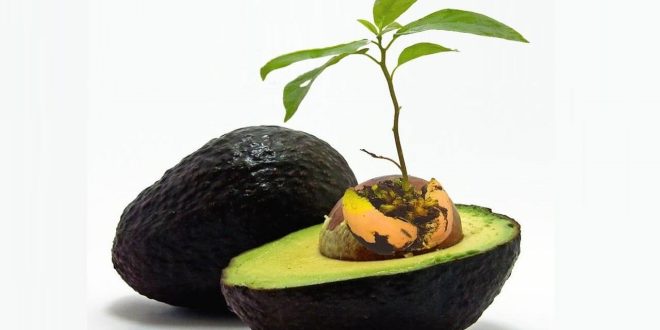 کاشت آووکادوو