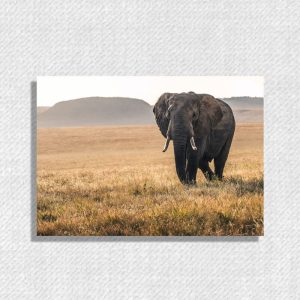 تابلو بوم فیل در طبیعت